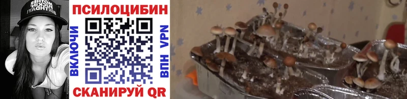 Псилоцибиновые грибы Cubensis  Нариманов 